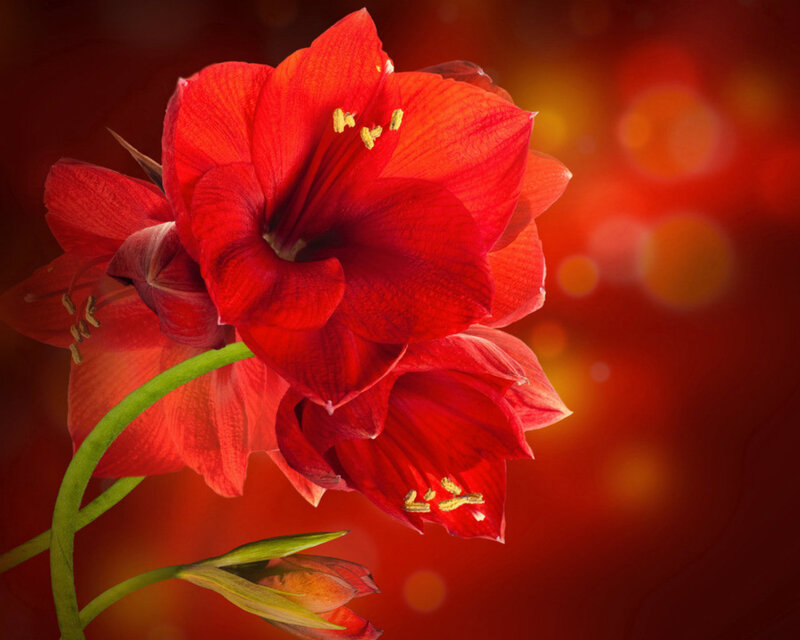 Red Amaryllis Flower — Dramatic, Photograph, Bud