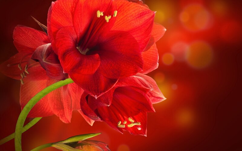 Red Amaryllis Flower — Dramatic, Photograph, Stamen