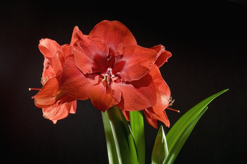 Red Amaryllis Flower — Dramatic, Photograph