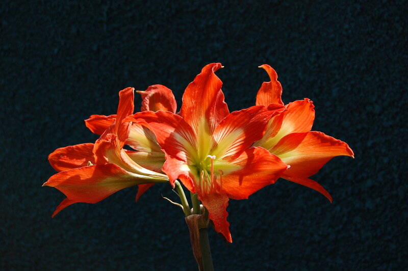 Red Amaryllis Flower — Dramatic