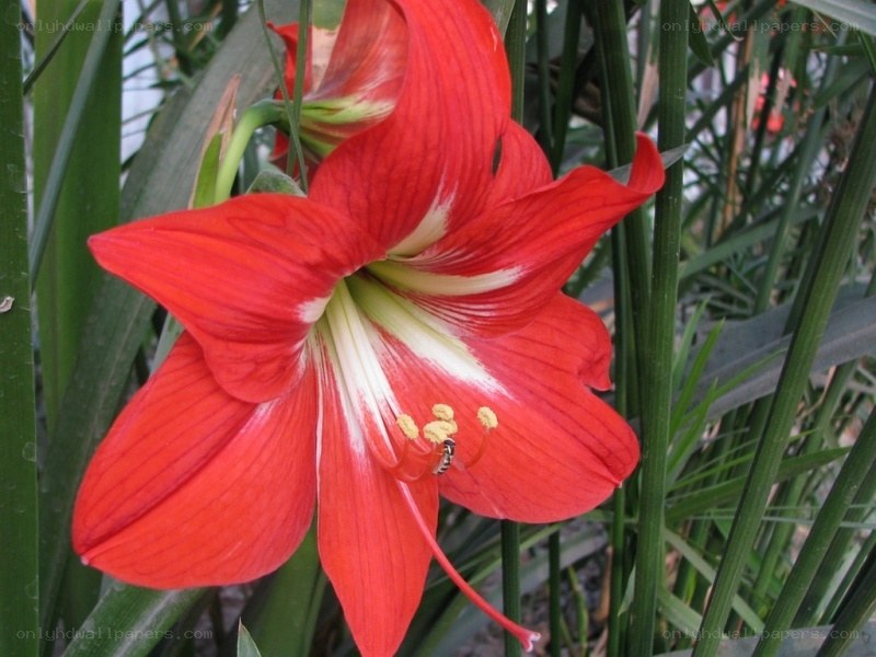 red amaryllis flower in bloom