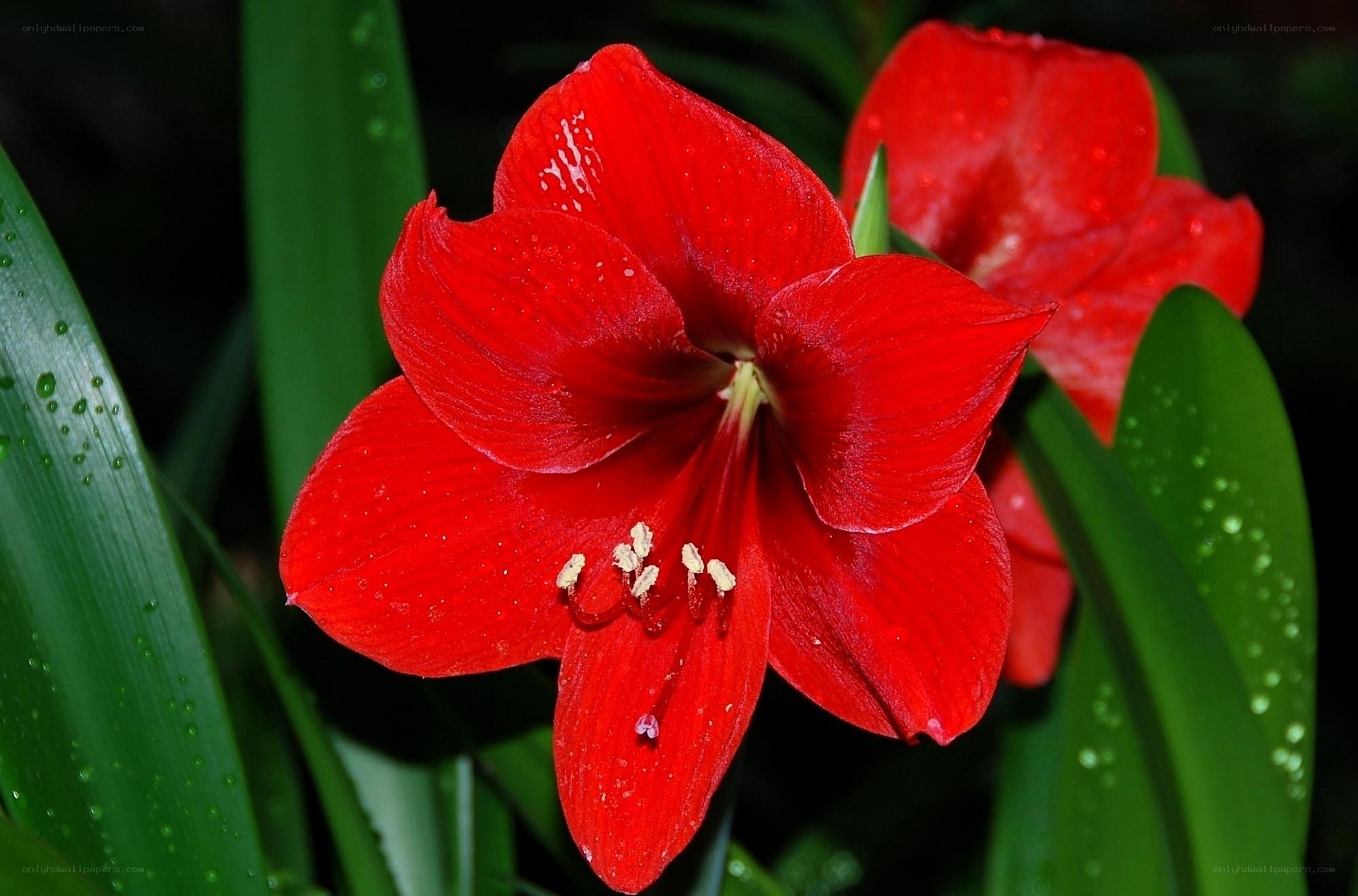 Red amaryllis flower in bloom