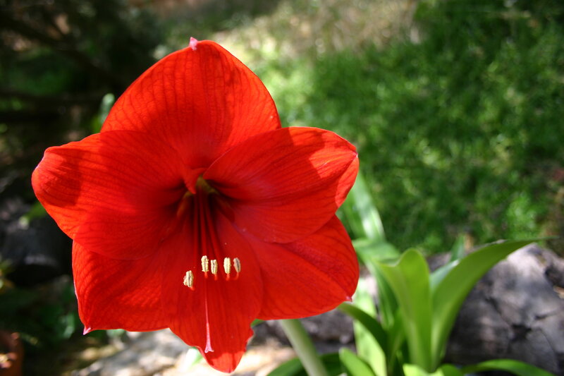 Red amaryllis flower in garden