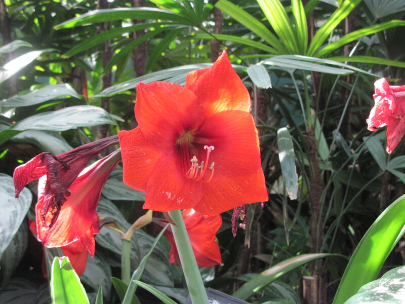 Red Amaryllis Flower — Natural, Afternoon, Photograph, Leaves