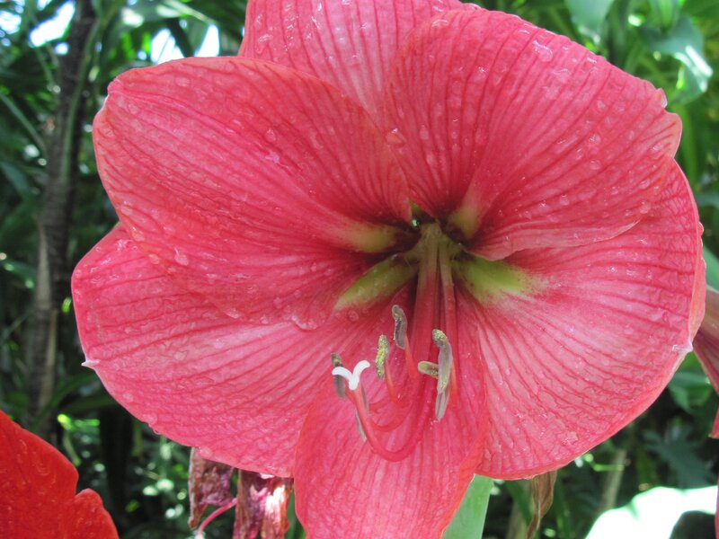 Red Amaryllis Flower — Natural, Afternoon, Photograph, Petals