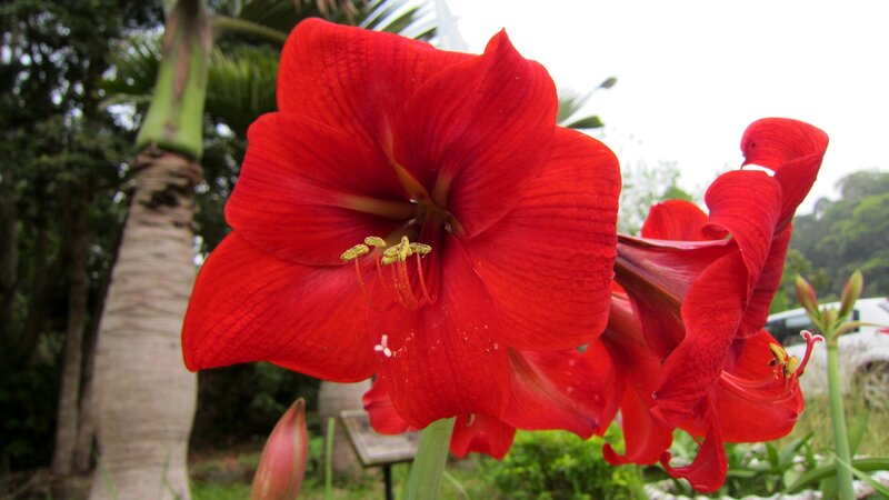 Red Amaryllis Flower — Natural, Afternoon