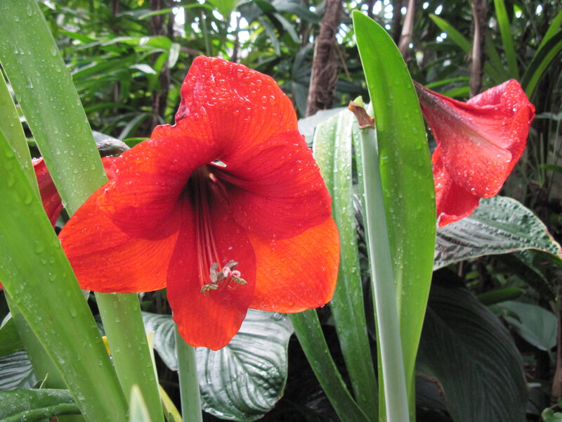 Red Amaryllis Flower — Natural, Photograph, Green Leaves