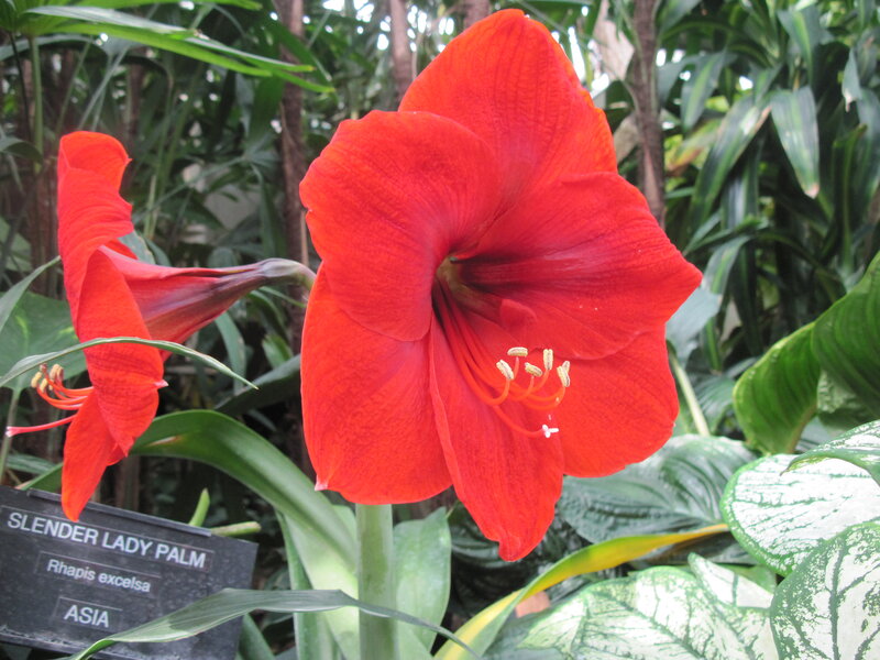 Red Amaryllis Flower — Natural, Photograph