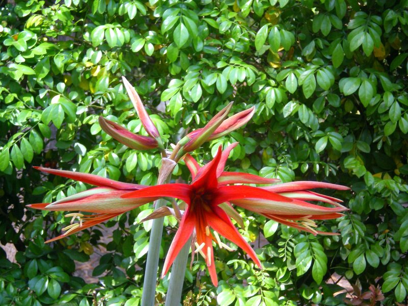 Red Amaryllis Flower — Natural