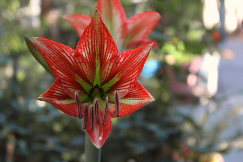 Red Amaryllis Flower — Serene, Afternoon, Photograph, Stamen