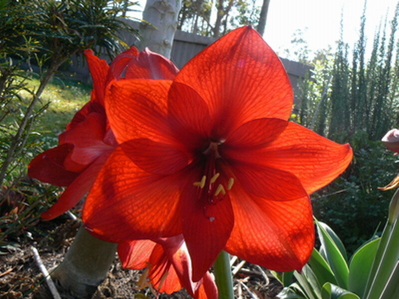 Red Amaryllis Flower — Serene, Afternoon