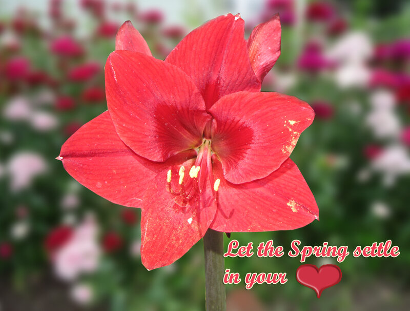 Red Amaryllis Flower — Serene, Spring
