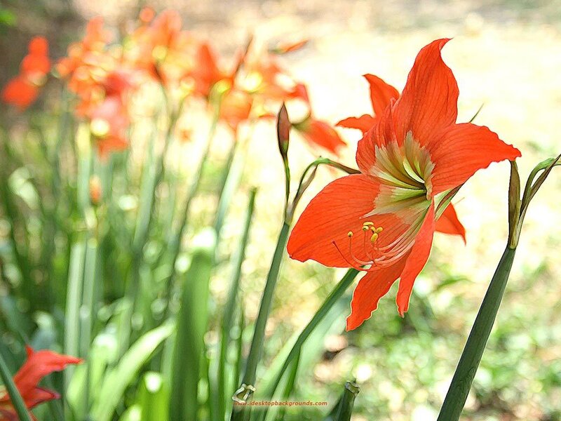 Red Amaryllis Flower — Serene