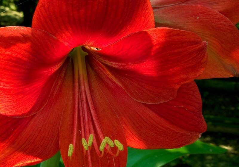 Red Amaryllis Flower — Vibrant, Afternoon, Photograph