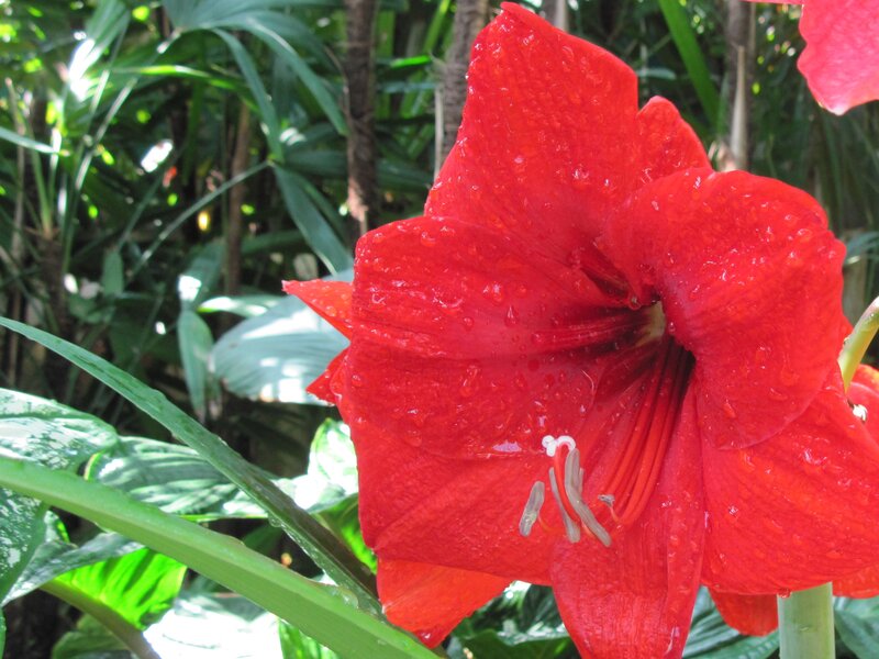 Red Amaryllis Flower — Vibrant, Afternoon