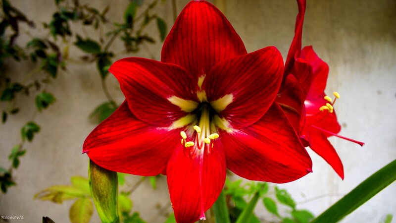 Red Amaryllis Flower — Vibrant, Photograph, Green Leaves