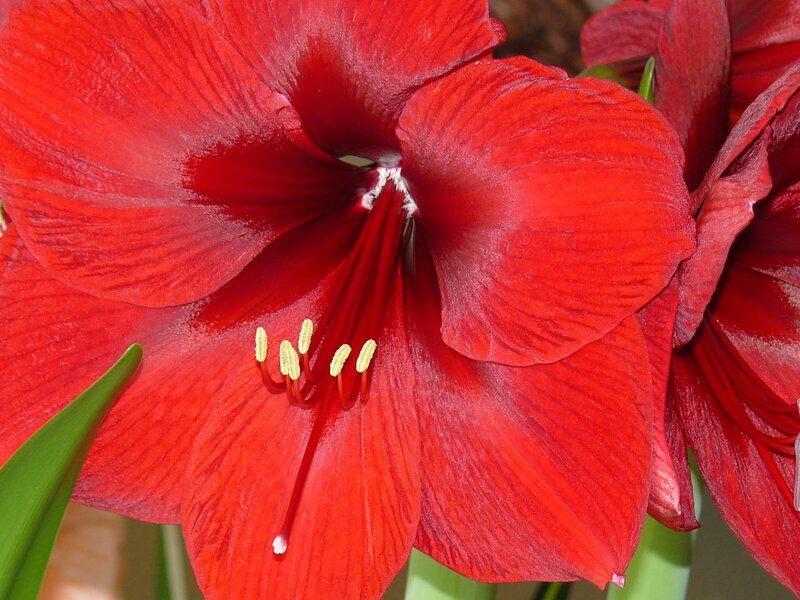 Red Amaryllis Flower — Vibrant, Photograph, Petals, Stamen