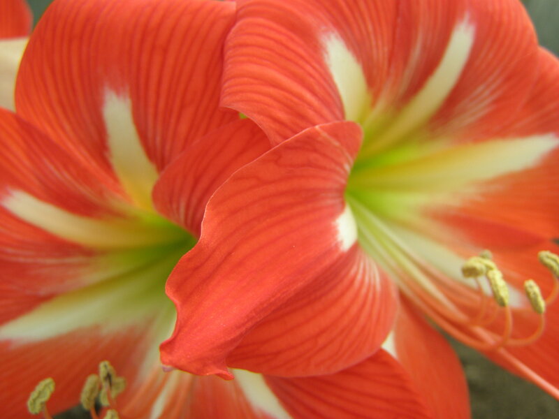 Red Amaryllis Flower — Vibrant, Photograph, Petals