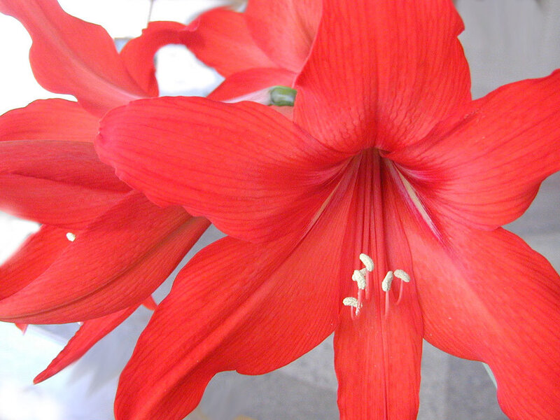 Red Amaryllis Flower — Vibrant, Photograph