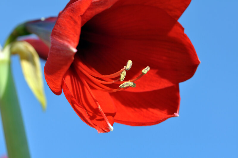 Red Amaryllis Flower — Vibrant