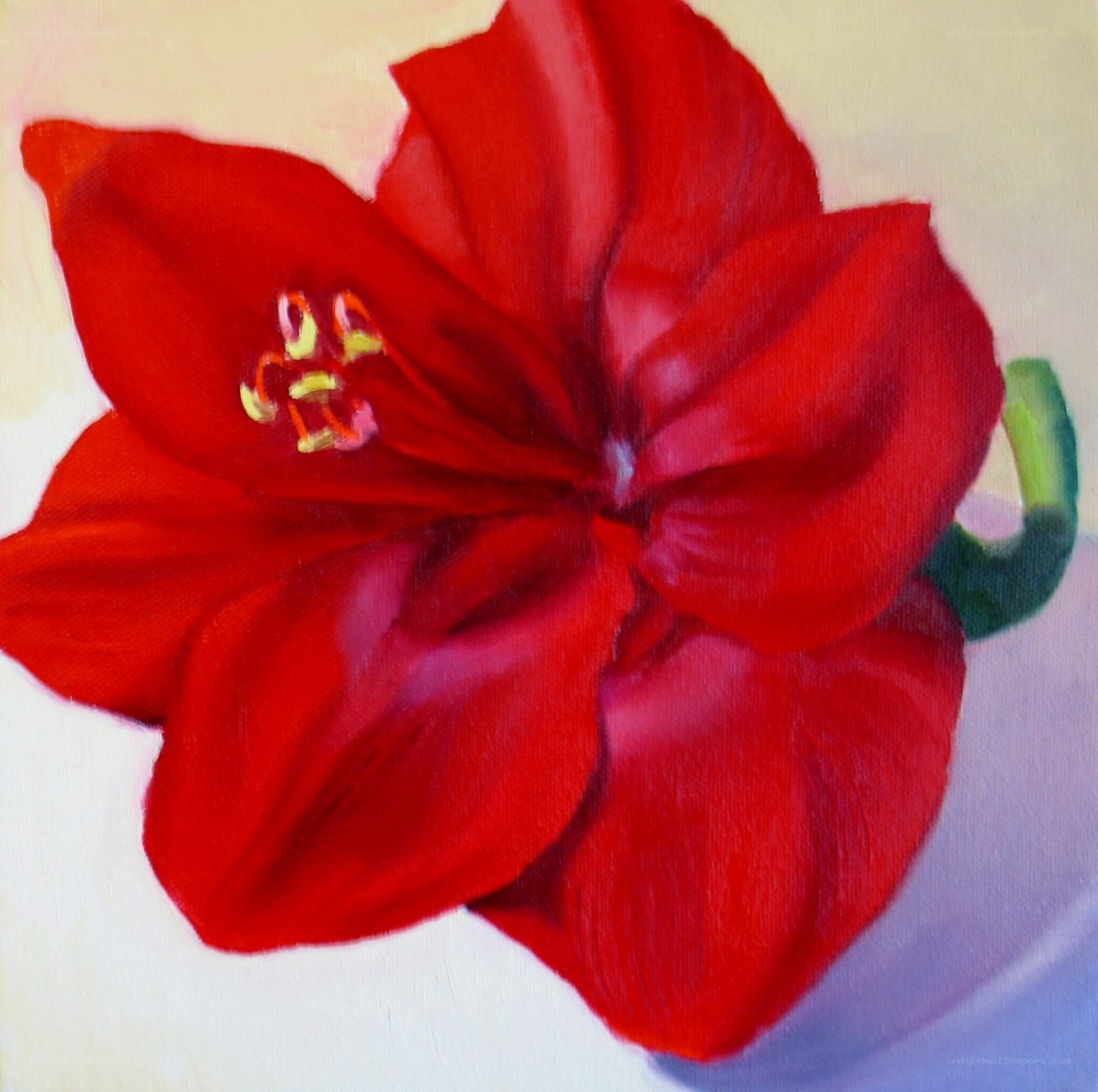 Red Amaryllis Flower