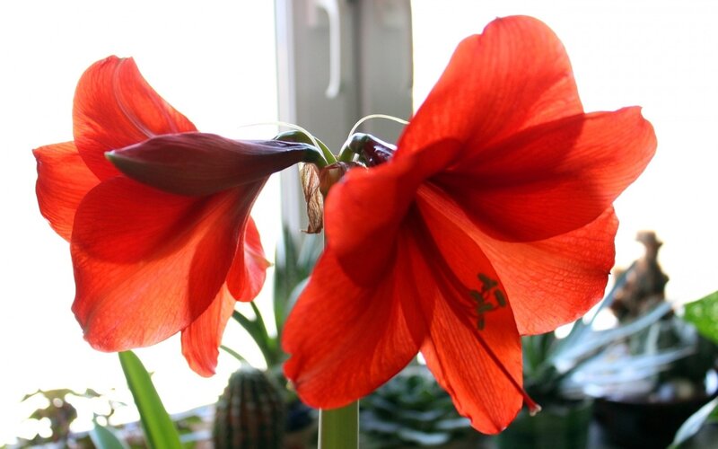 Red Amaryllis Flowers — Bright