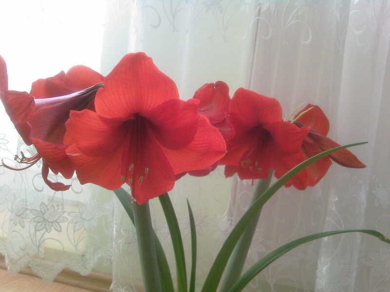 Red Amaryllis Flowers — Calm, Morning