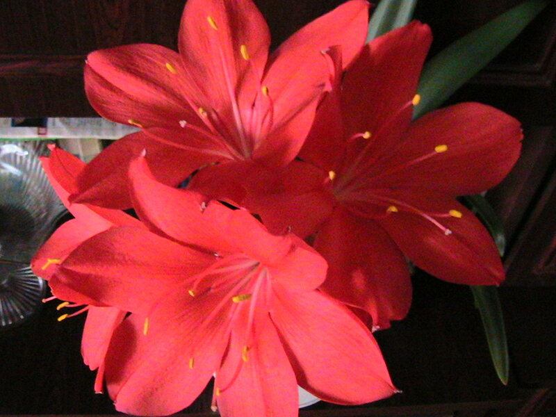 Red Amaryllis Flowers — Calm, Photograph, Green Leaves
