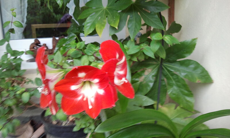 Red Amaryllis Flowers — Calm, Photograph