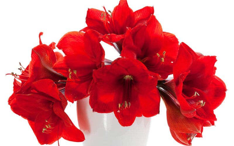 Red Amaryllis Flowers — Calm, Photograph, Vase