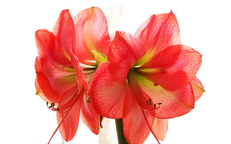 Red Amaryllis Flowers — Calm