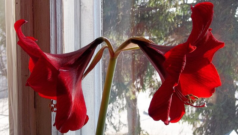 Red Amaryllis Flowers — Calm, Winter
