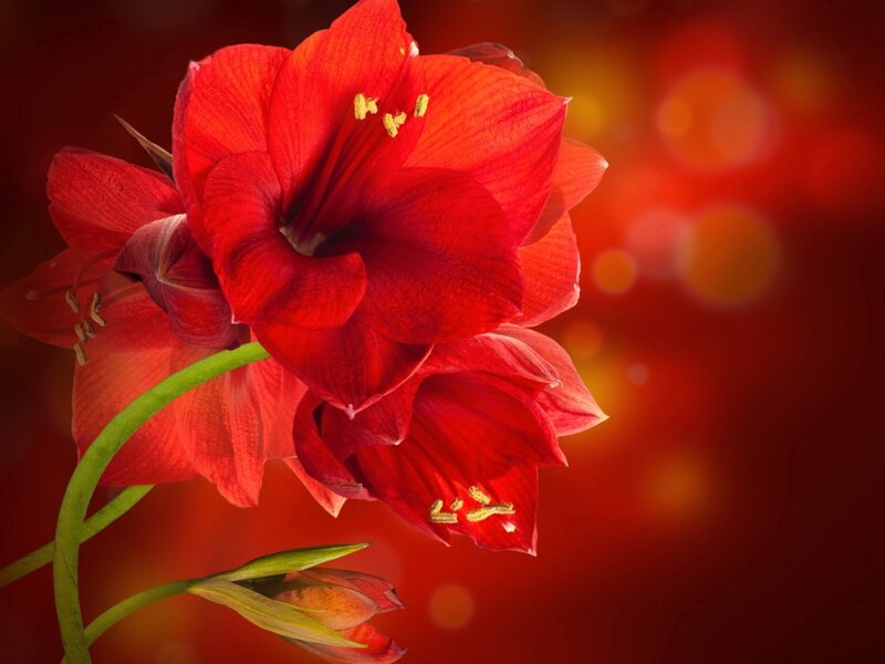 Red Amaryllis Flowers — Dramatic, Photograph, Flower