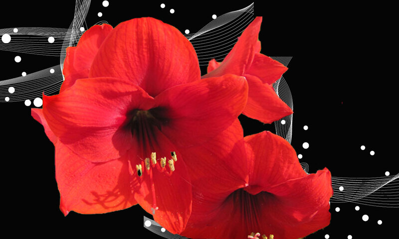 Red Amaryllis Flowers — Dramatic, Photograph