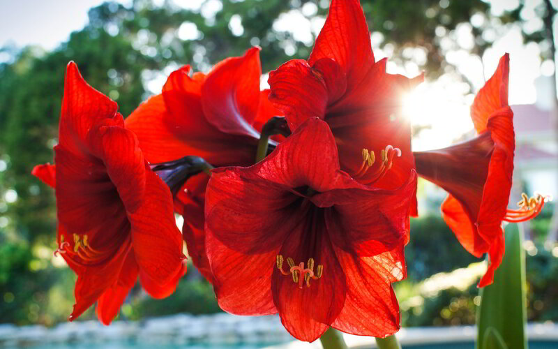 Red Amaryllis Flowers — Dramatic, Sunset