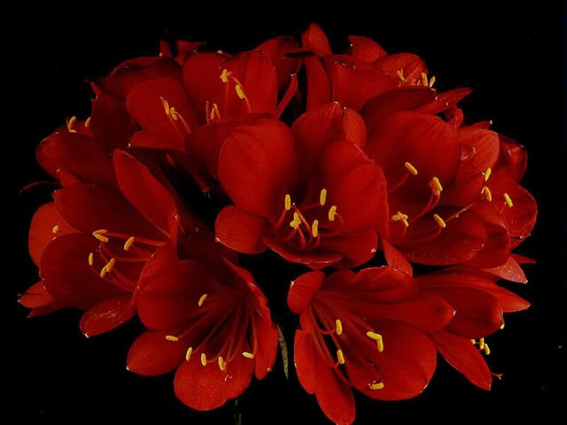 Red Amaryllis Flowers — Dramatic
