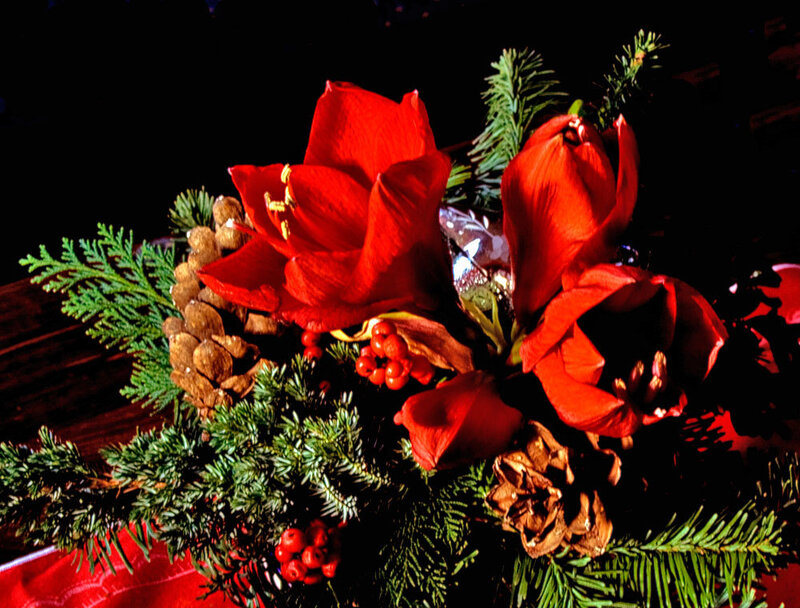 Red Amaryllis Flowers — Festive