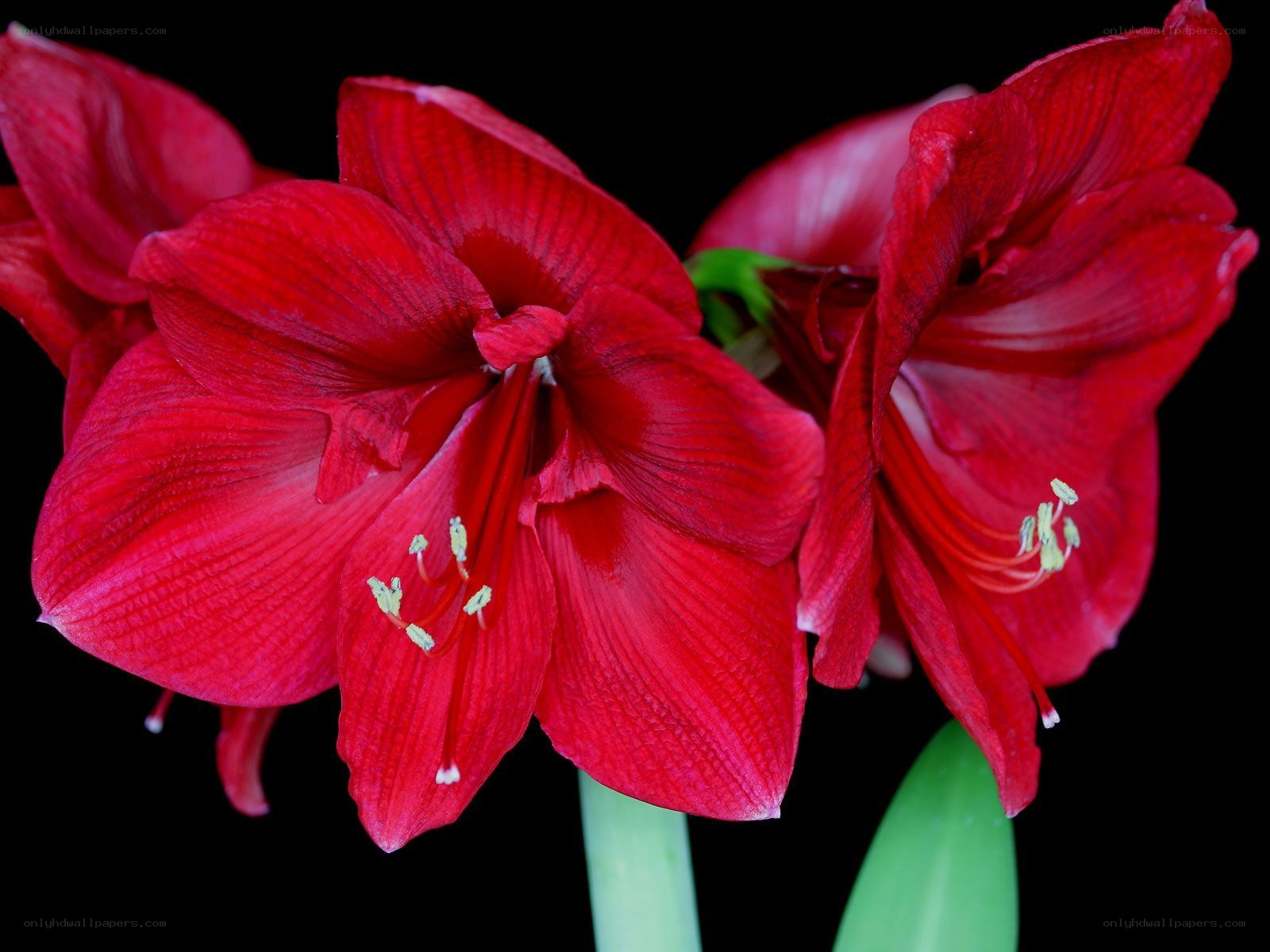 Red amaryllis flowers in bloom