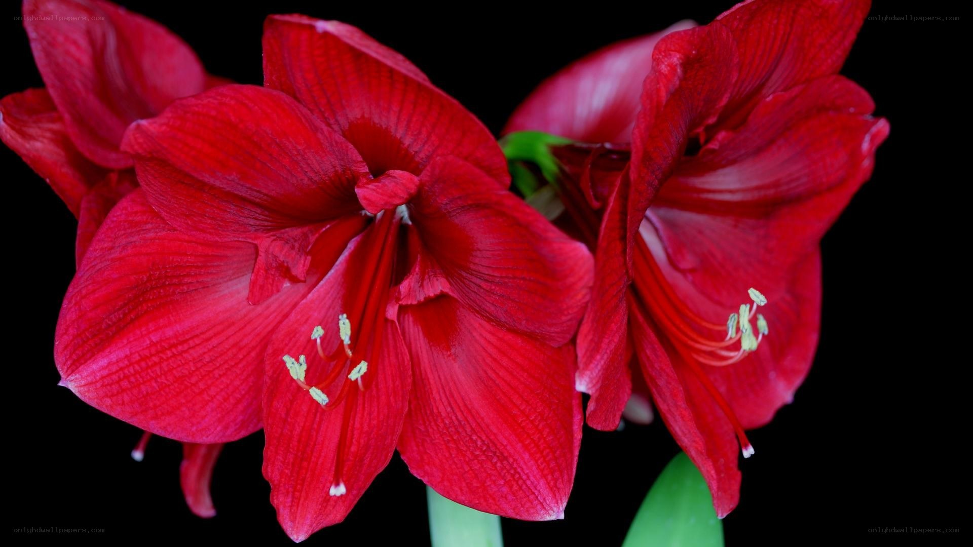 Red amaryllis flowers in bloom