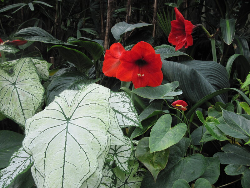 Red Amaryllis Flowers — Lush