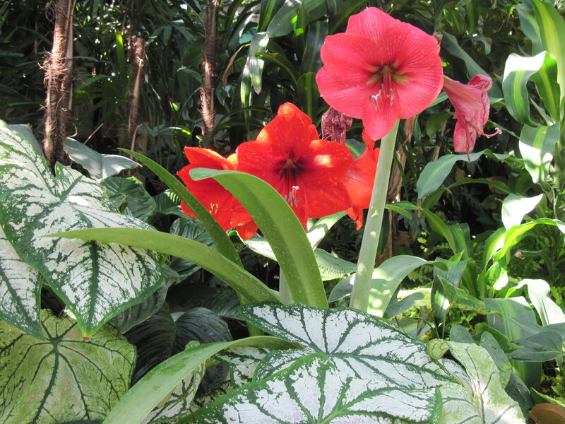 Red Amaryllis Flowers — Natural, Afternoon, Photograph, Green Leaves