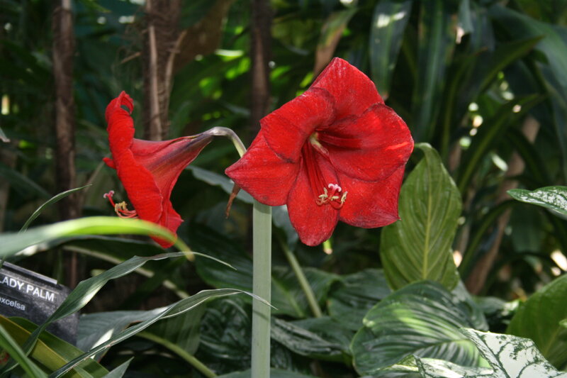 Red Amaryllis Flowers — Natural, Afternoon