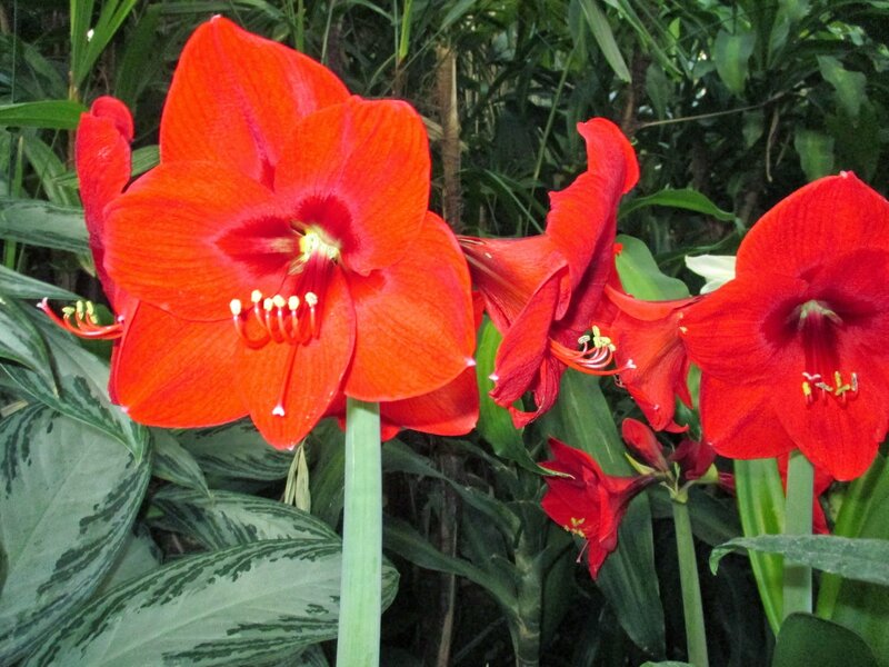 Red Amaryllis Flowers — Natural, Photograph