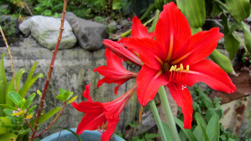 Red Amaryllis Flowers — Natural
