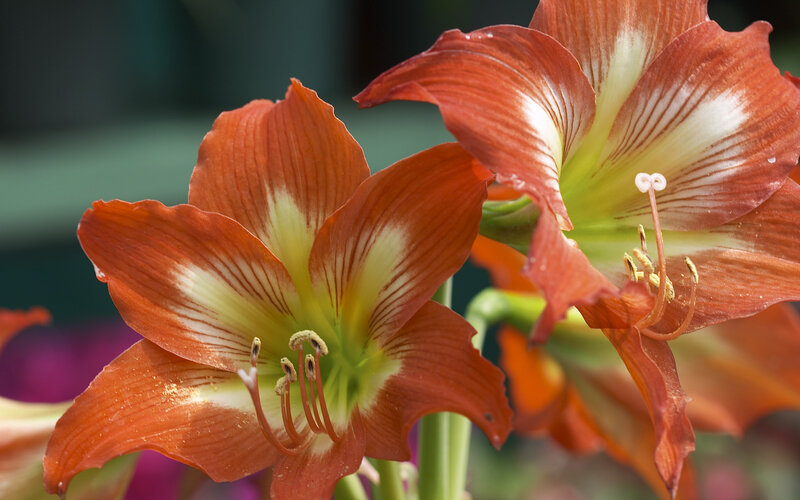 Red Amaryllis Flowers — Orange