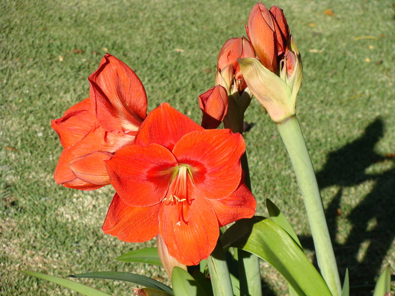 Red Amaryllis Flowers — Serene, Afternoon
