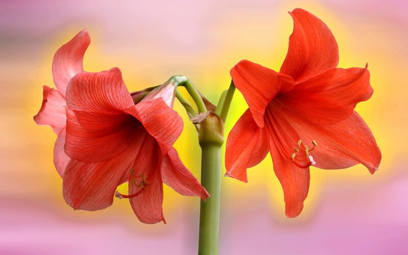 Red Amaryllis Flowers — Serene, Sunset