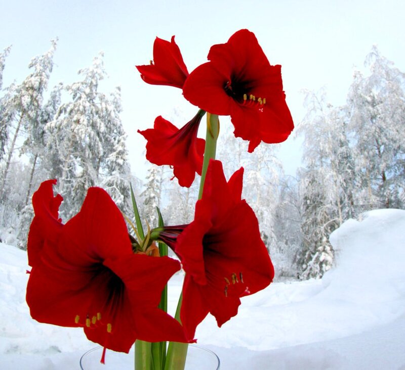 Red Amaryllis Flowers — Serene, Winter