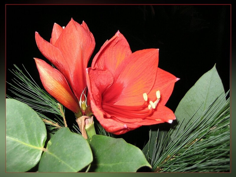 Red Amaryllis Flowers