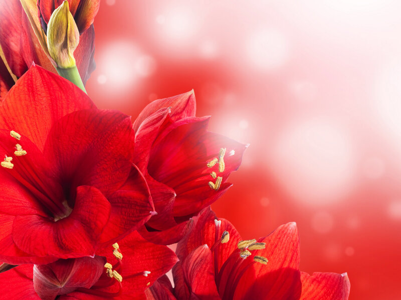 Red Amaryllis Flowers — Vibrant, Photograph